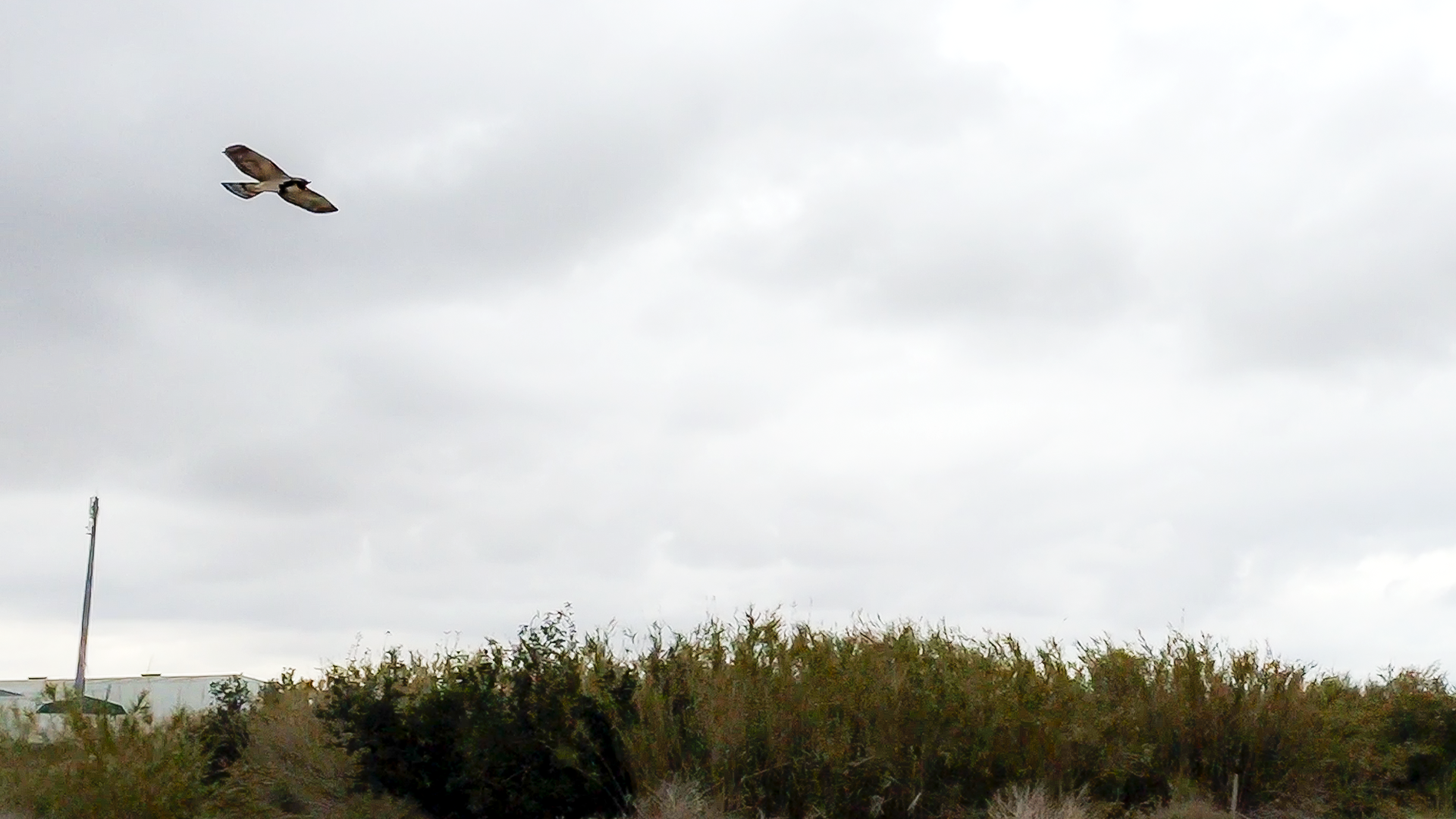 Dron depredador para control de plagas